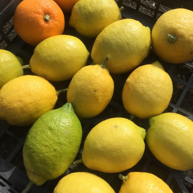 【準備中】早川レモン販売