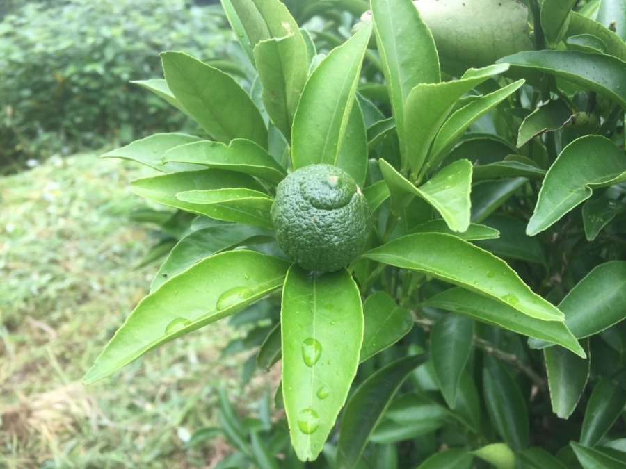 【日当たり農園】7月の湘南ゴールド。いま、こんな感じ。