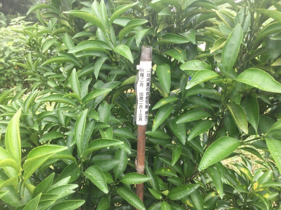 【日当たり農園】7月の日向夏。いま、こんな感じ。