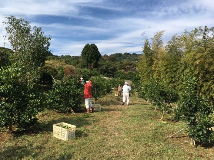 【無事完了：2/24（日）作業】苦土石灰など