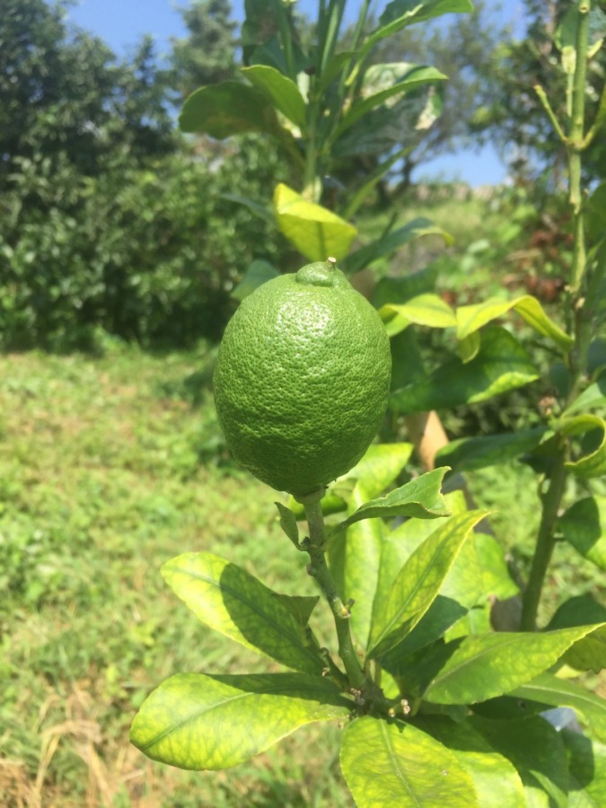 【山口ファーム】真夏のレモン。今、こんな感じ。