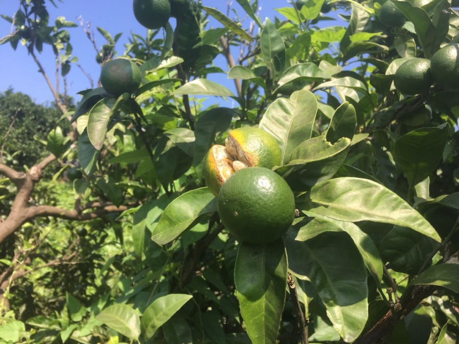 【無事完了：8/25（日）８月作業】防除・除草など