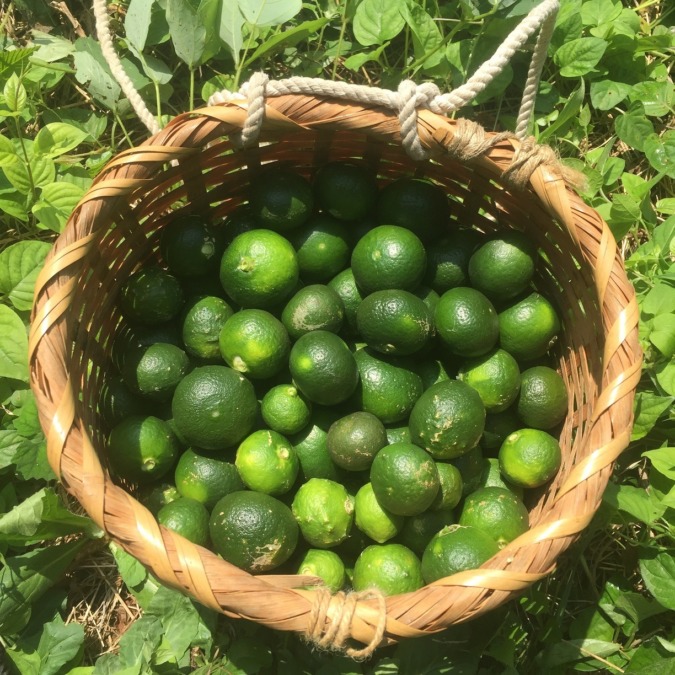 【みかん農園（2019/8/25）】日当たり農園＆山口ファーム