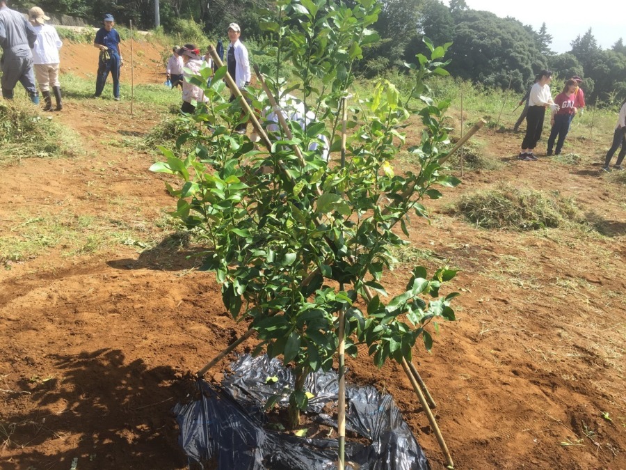【みかん農園（2019/9/29）】日当たり農園＆一夜城農園