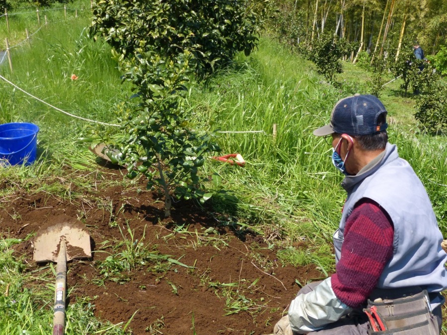 湘南ゴールドととも認知症予防効果があるとされる、南国の柑橘シークアーサーの苗木２本を農園に植栽してみました。