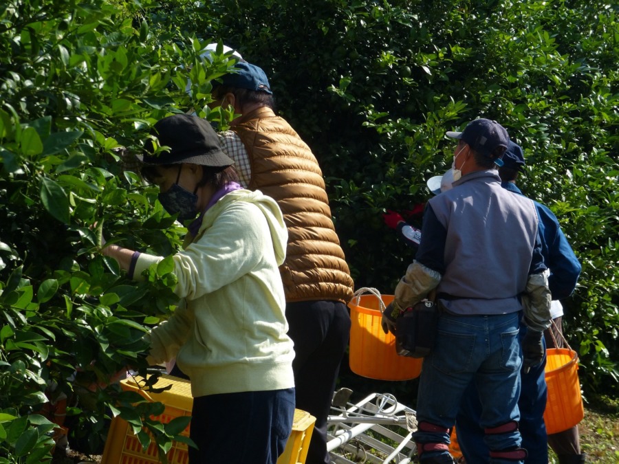 湘南ゴールドの摘果。