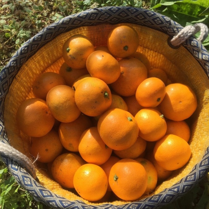 【募集中！2020年12月6日（日）】小田原の海を見晴らす畑でみかん狩り