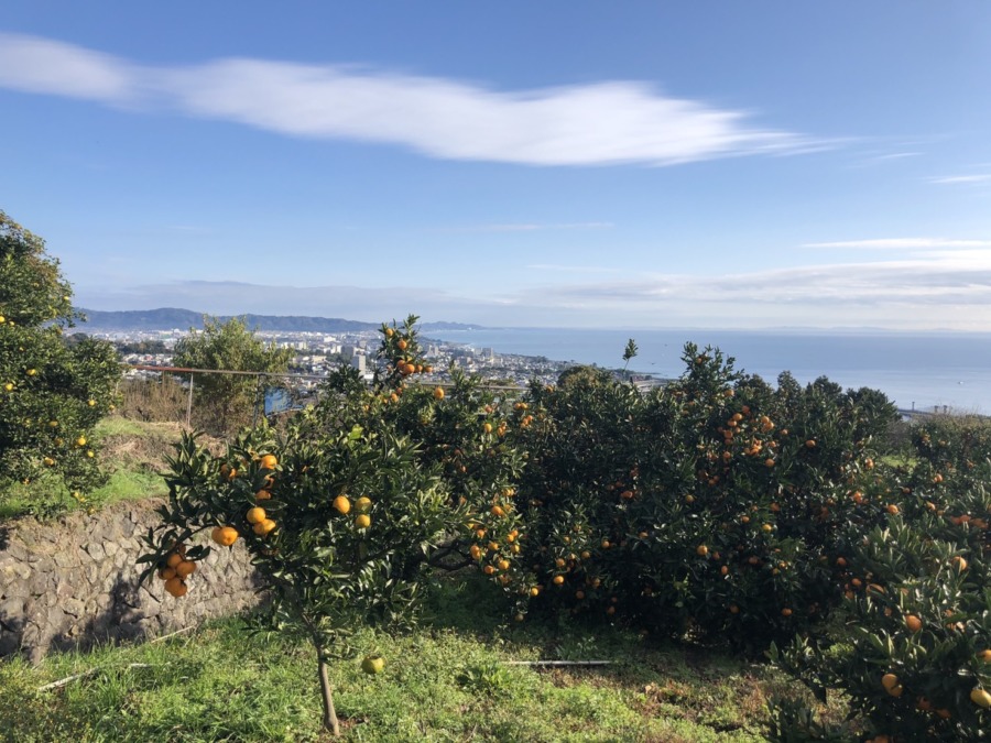 ㈱Rootとの共催でミカン狩りを実施しました。