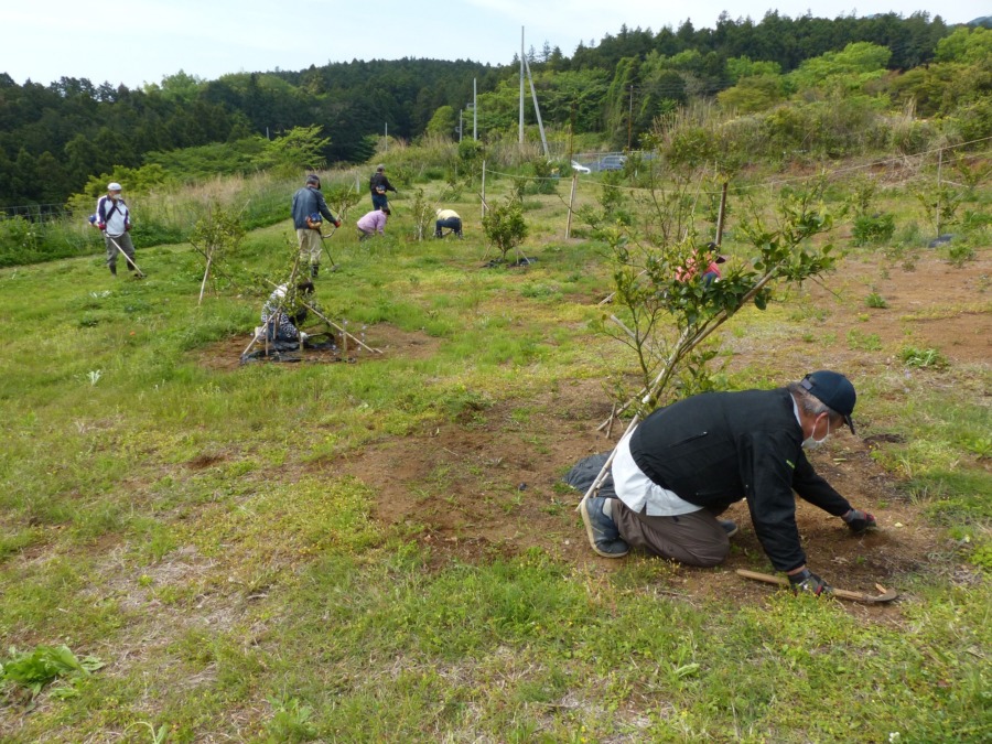 一夜城ファームの除草を行い、今シーズンの作業をスタートさせました。