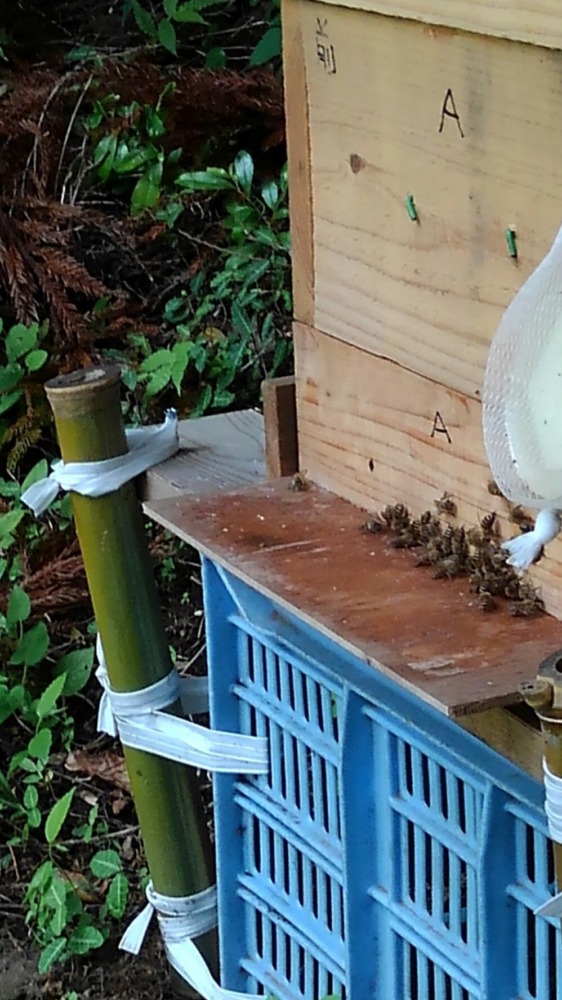新たな取組み「日本蜜蜂の養蜂」をはじめました（その２）