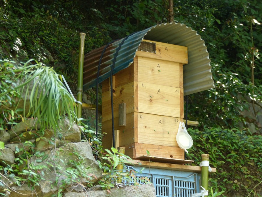 新たな取り組み『日本蜜蜂の養蜂』をはじめました