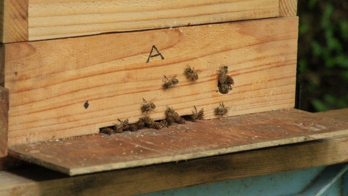 日本蜜蜂の動画、撮影成功📷