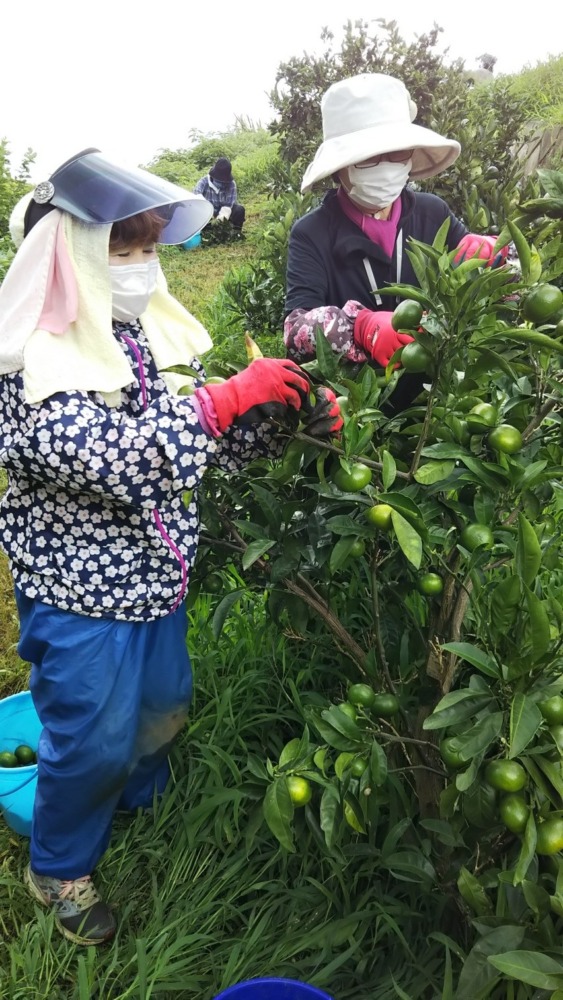 みかん農園「摘果」作業🍊