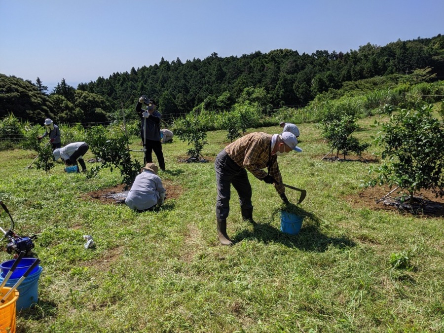 みかん農園除草作業🌞