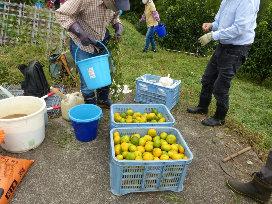 2021シーズン、極早生みかん初収穫🍊