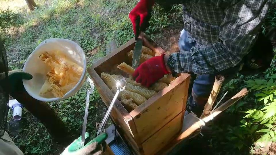 日本ミツバチの採蜜