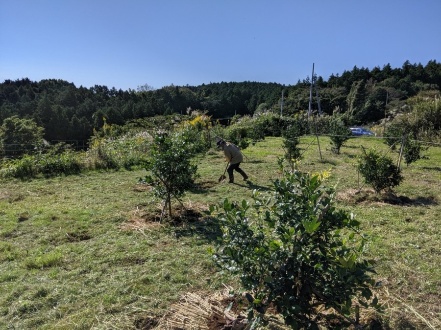 苗木に藁を敷きました。