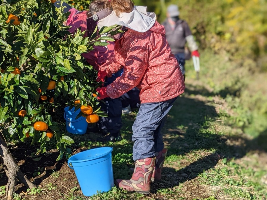 大津みかんの収穫と出荷🍊