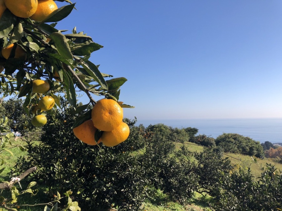 「小田原の海を見晴らす畑でみかん狩り 2021」を開催しました。