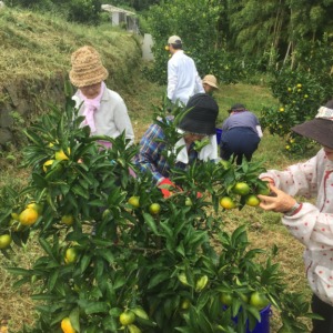 【日当たり農園】極早生みかんの収穫。