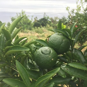 【日当たり農園】日向夏（ニューサマーオレンジ）の今。