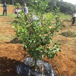 【はたけしごと：支柱建て】レモン苗木の植栽＠一夜城農園
