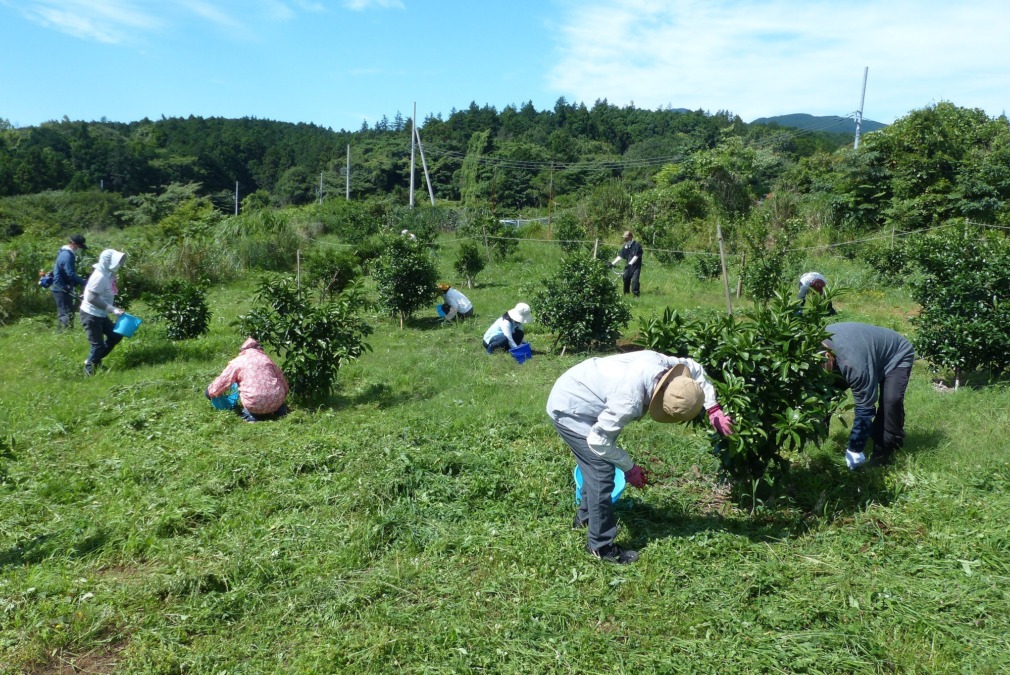 一夜城ファームで草刈り、摘果、防除作業🌞