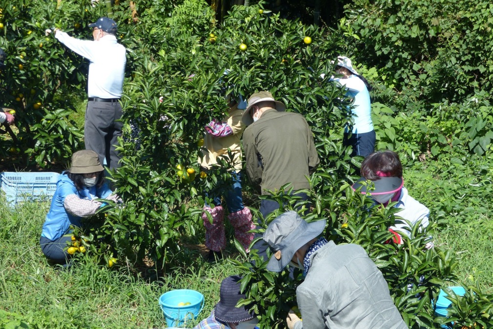 今シーズンの手始めに極早生を収穫しました。