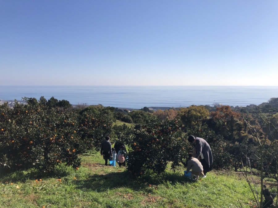 2022年 小田原の海を見晴らす畑でみかん狩り