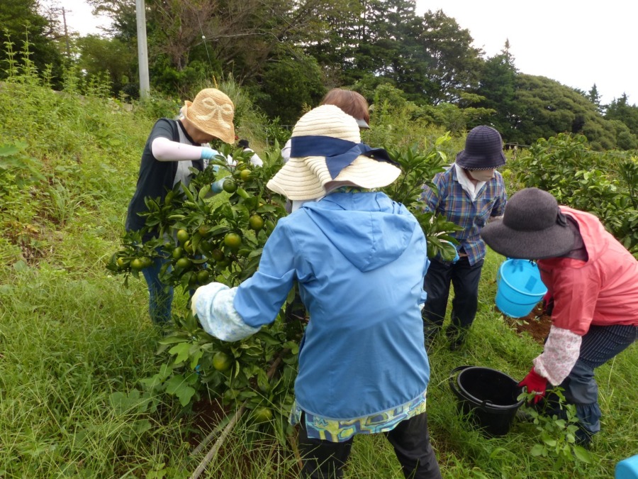 極早生みかんを収穫🍊