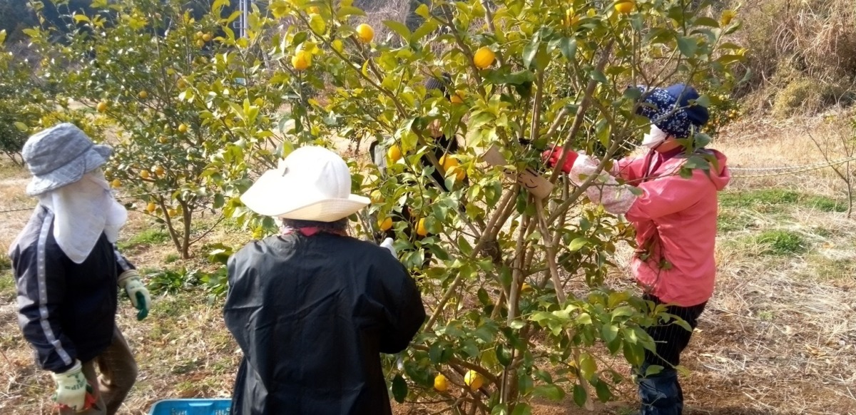 新たに拓いた一夜城農園で初めてレモン収穫ができました。