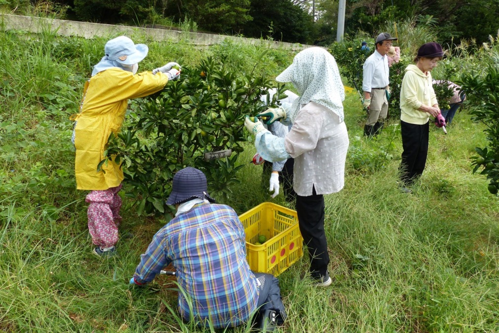 植栽して５年目の一夜城農園で初めて極早生の収穫ができました♪