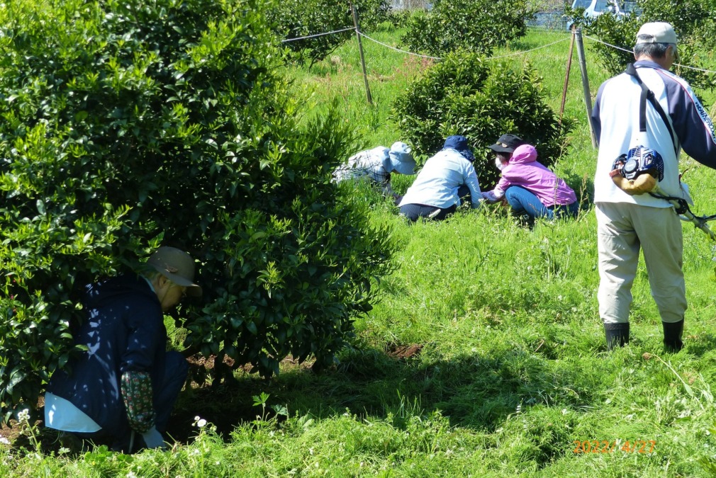 収穫も終わり、次のシーズンに向け下草刈りの再会です。（2025.4.27一夜城ファームにて）