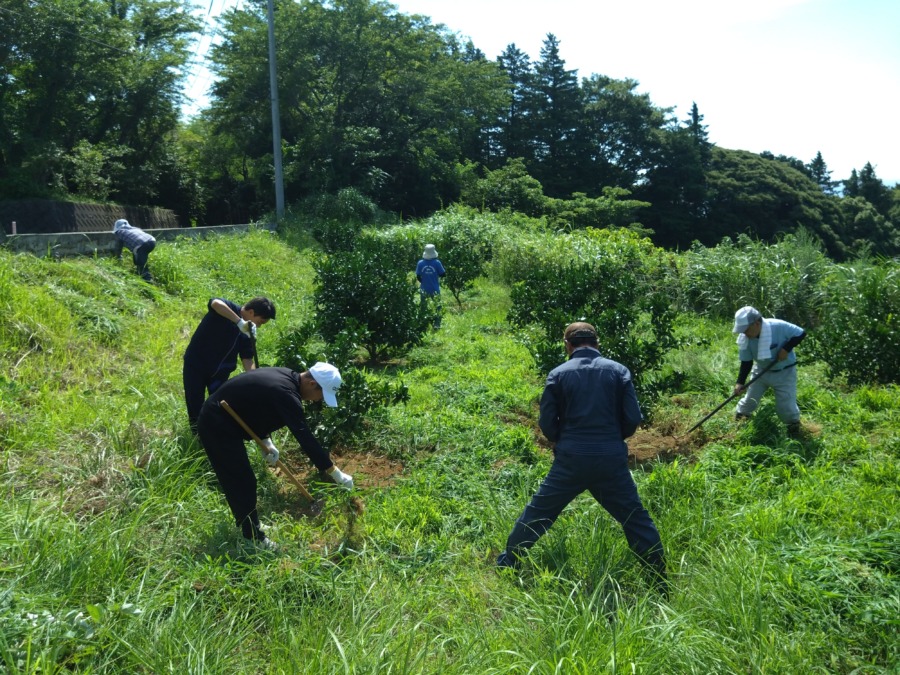真夏日の除草作業  in SNOAみかん農園