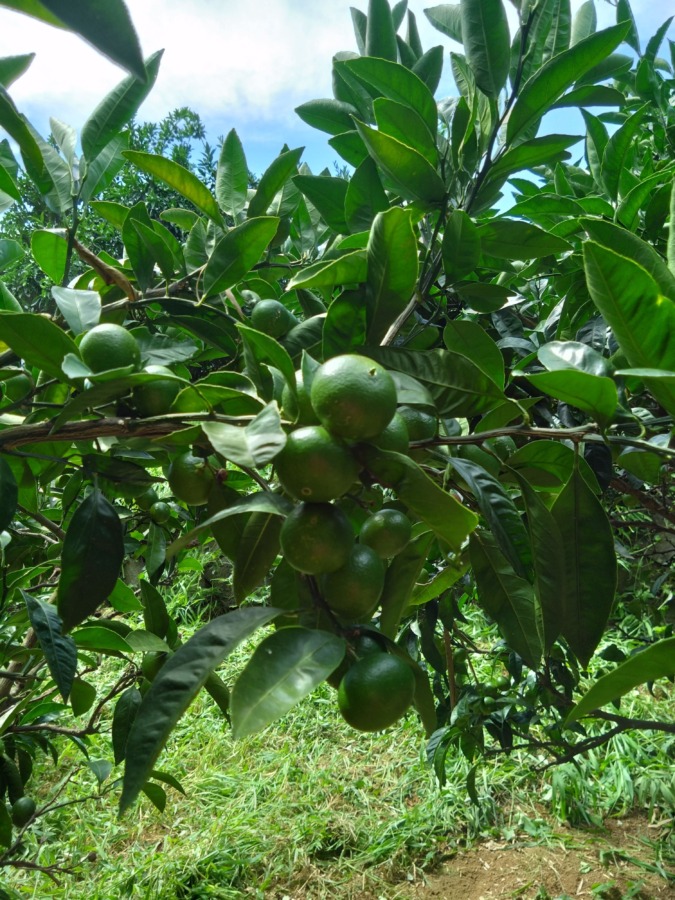 みかんすくすく育っています♪